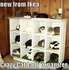 crazy cat lady organizer.jpg