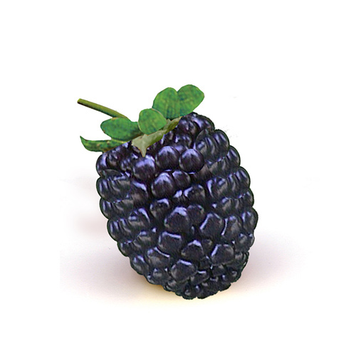 blackberry_fruit.jpg