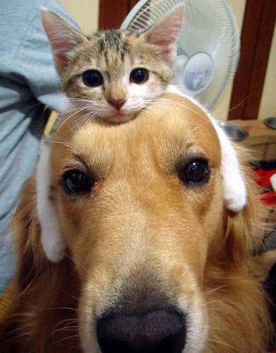 cute-golden-retriever-and-kitten.jpg