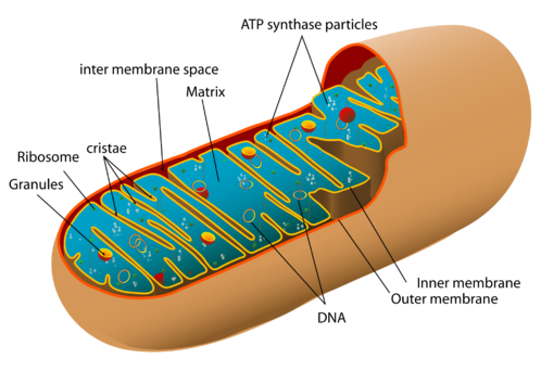 2000px-Animal_mitochondrion_diagram_en.svg.png