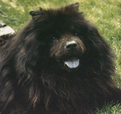 black-dog-chow-chow-storm.jpg